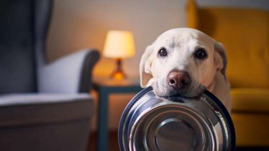 Should You Feed Your Dog a Raw Diet?