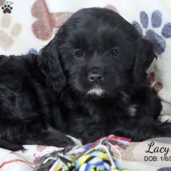 Lacy, Cavapoo Puppy