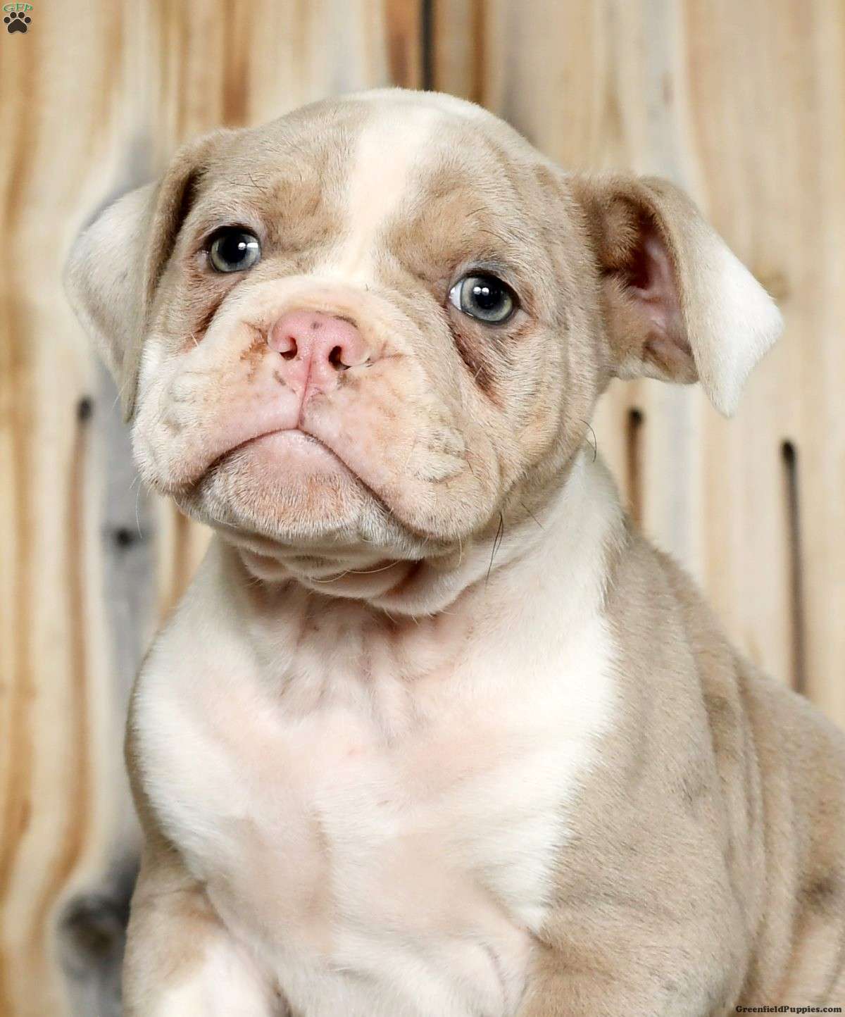 Luke Olde English Bulldogge Puppy For Sale in Ohio