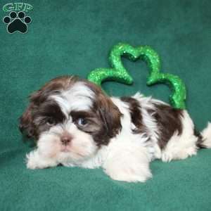 Tiny Ike, Shih Tzu Puppy
