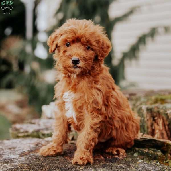 Leon, Mini Goldendoodle Puppy