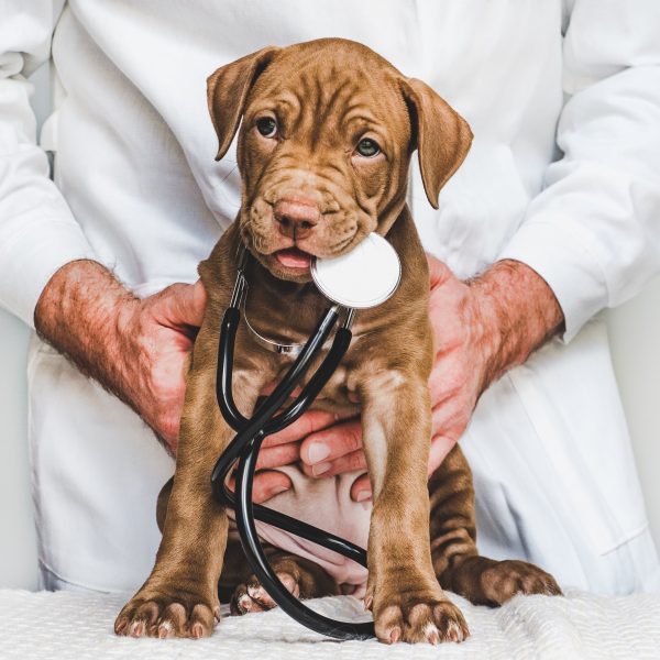 man holding a puppy holding a stethoscope