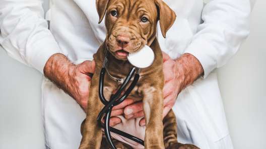 6 Tips For Smoother Veterinarian Visits