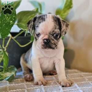 Pug Puppies For Sale - Greenfield Puppies
