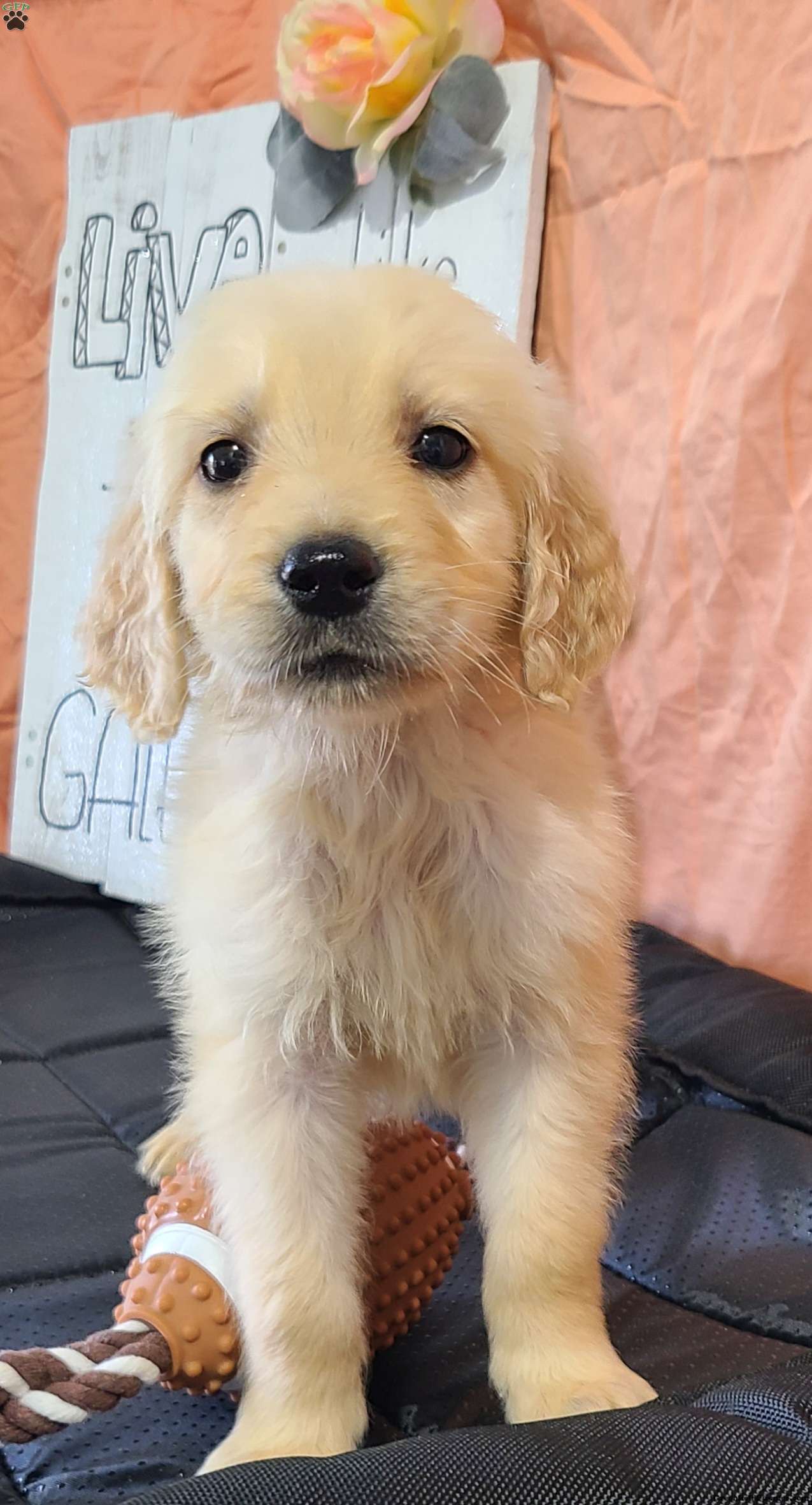 Paxton Golden Retriever Puppy For Sale in New York