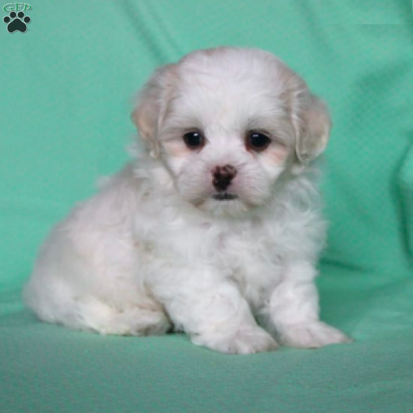 Shiloh, Teddy Bear Puppy
