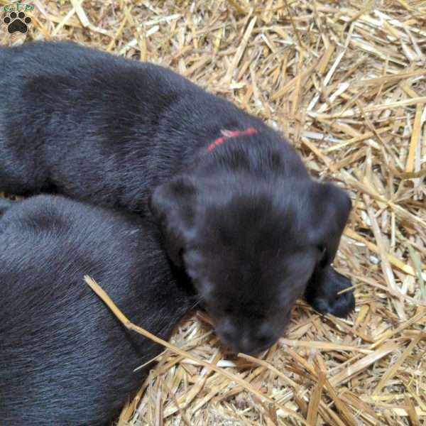 Miriam, Black Labrador Retriever Puppy