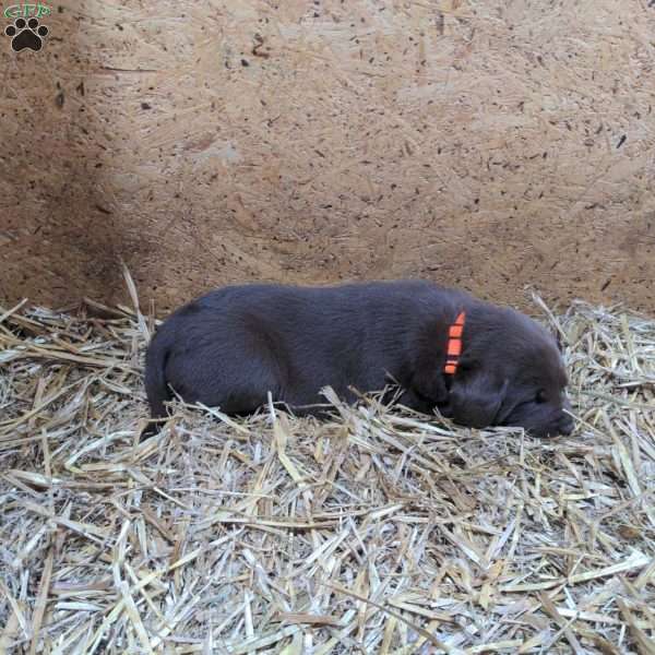 Ezekiel, Chocolate Labrador Retriever Puppy