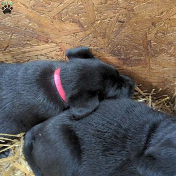 Esther, Black Labrador Retriever Puppy