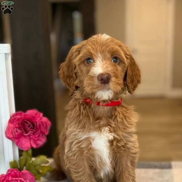 Preston, Goldendoodle Puppy