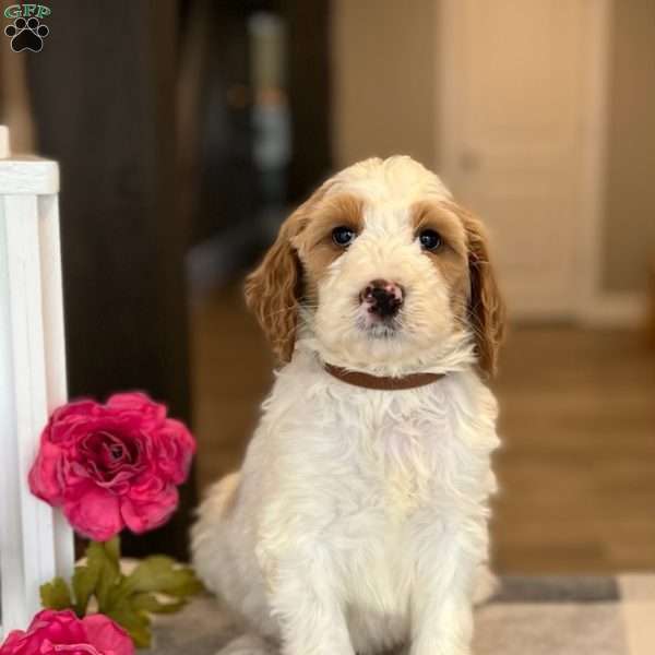 Porter, Goldendoodle Puppy