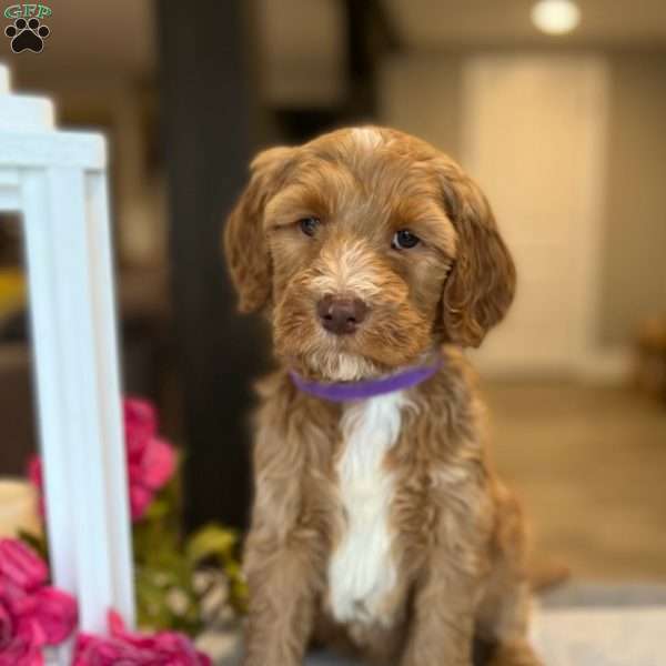Piper, Goldendoodle Puppy