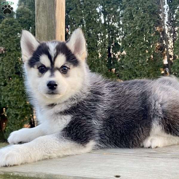 Sasha, Pomsky Puppy