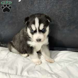 Kc registered siberian clearance husky puppies for sale