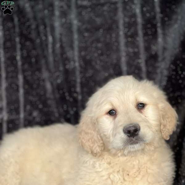 Watson, Goldendoodle Puppy