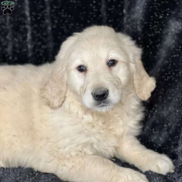 Willow, Goldendoodle Puppy