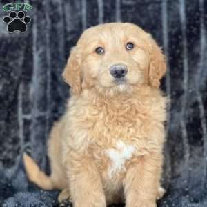 Wrigley, Goldendoodle Puppy