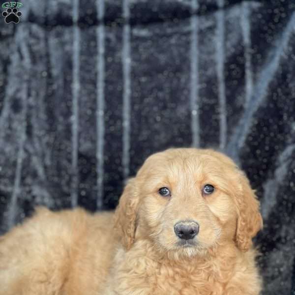 Wrigley, Goldendoodle Puppy