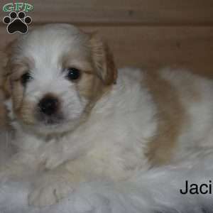 Jacie, Havanese Puppy