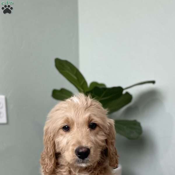 Rhys, Goldendoodle Puppy