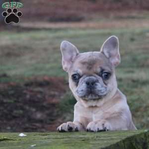 Tilly, French Bulldog Puppy