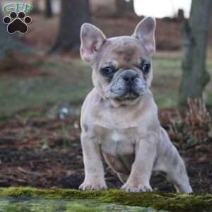 French best sale bulldog greenfield