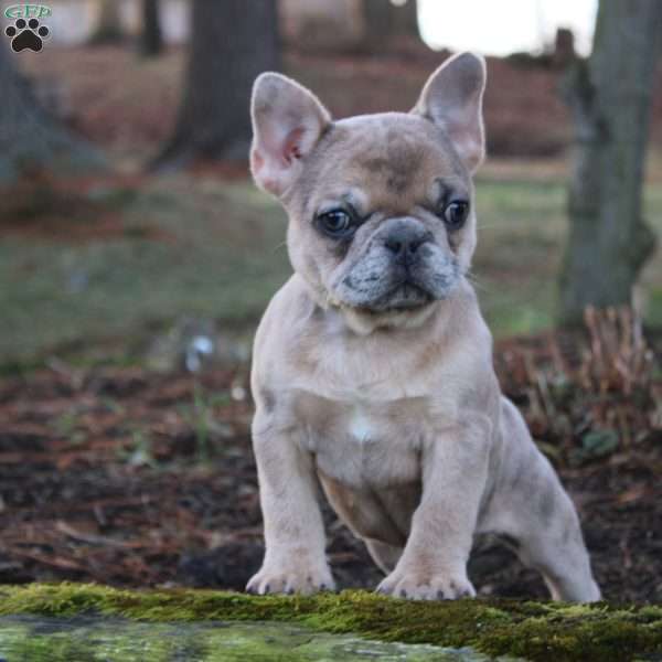 Tilly, French Bulldog Puppy