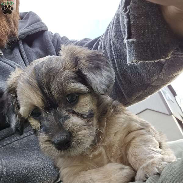 Bella, Miniature Poodle Mix Puppy