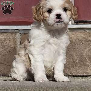 Roscoe, Cavachon Puppy