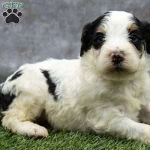 Aphradite, Bernedoodle Puppy