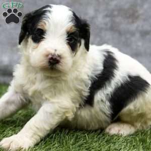 Aphradite, Bernedoodle Puppy