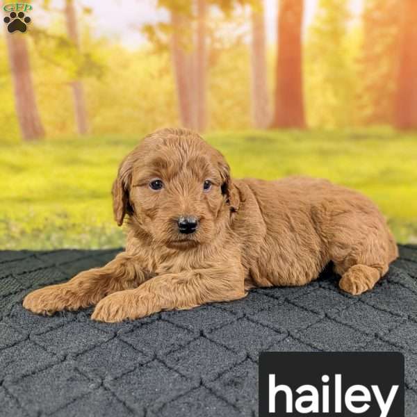 Hailey, Mini Goldendoodle Puppy