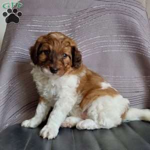 Greenfield puppies hot sale mini labradoodle