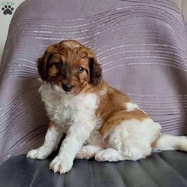 Sam, Mini Labradoodle Puppy