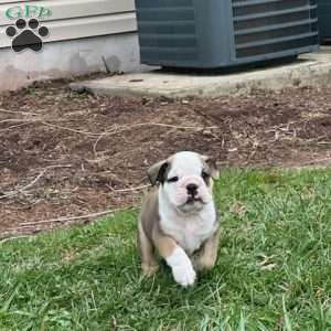 Valley bulldog for sale best sale near me