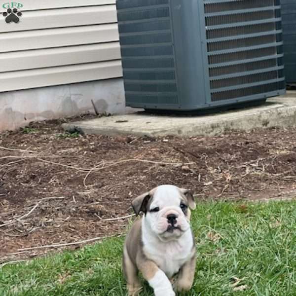 Tito, Valley Bulldog Puppy