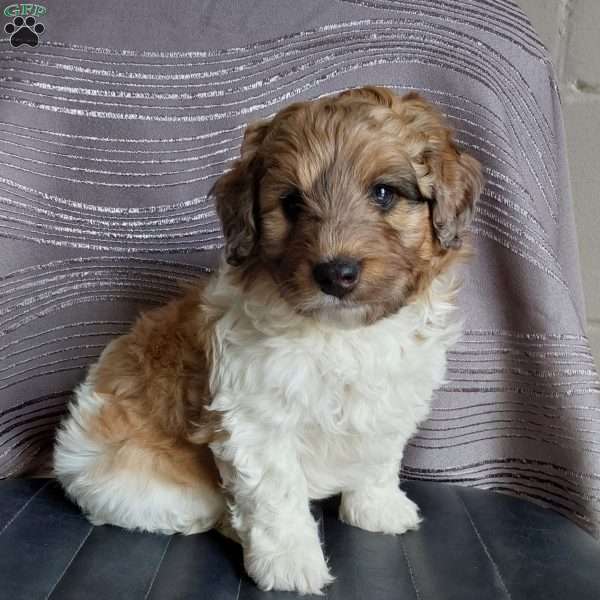 Scout, Mini Labradoodle Puppy