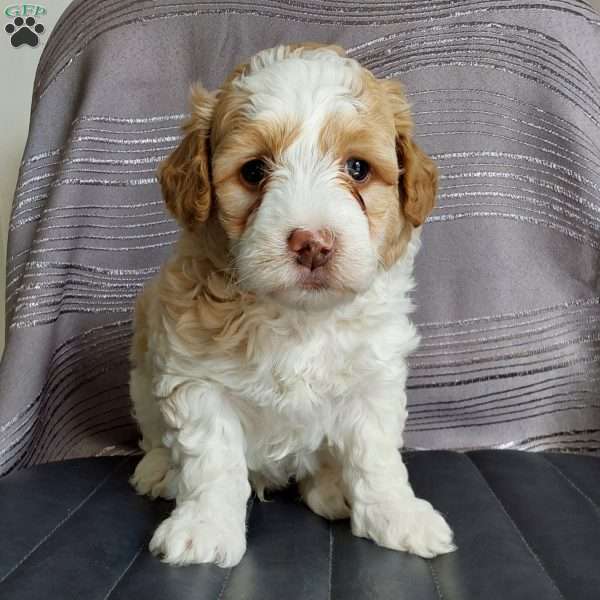 Sunny, Mini Labradoodle Puppy