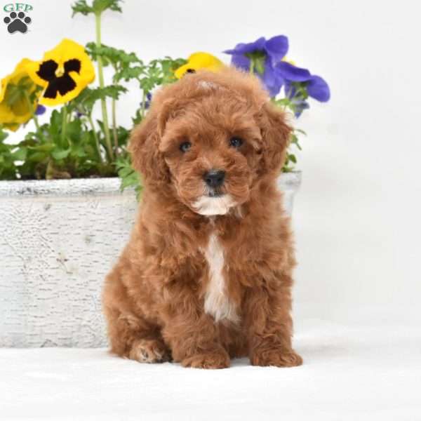 Max, Toy Poodle Puppy