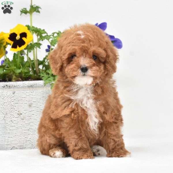 Daisy, Toy Poodle Puppy
