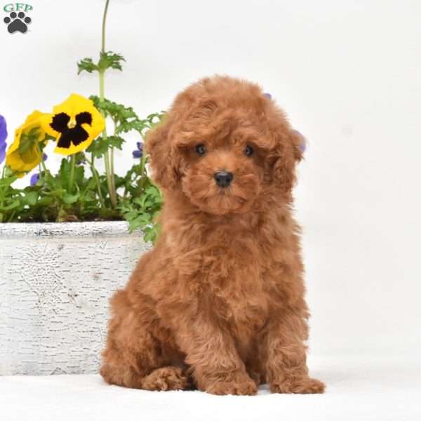 Paisley, Toy Poodle Puppy