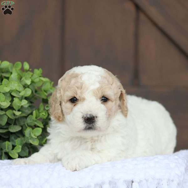 Kaylee, Miniature Poodle Mix Puppy