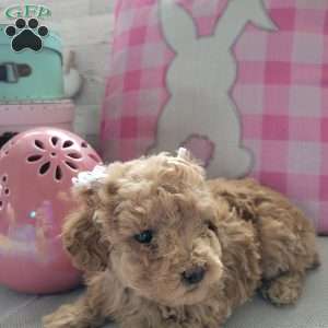 Jackie, Toy Poodle Puppy