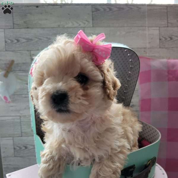 Jamie, Toy Poodle Puppy