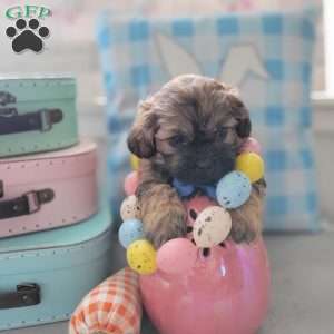 Shelton, Shih-Poo Puppy