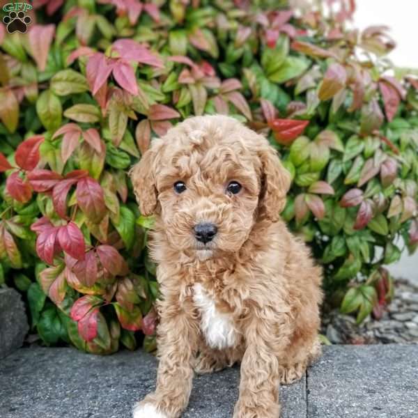 Sterling, Miniature Poodle Puppy