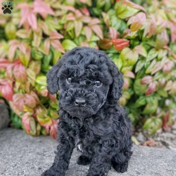 Steele, Miniature Poodle Puppy