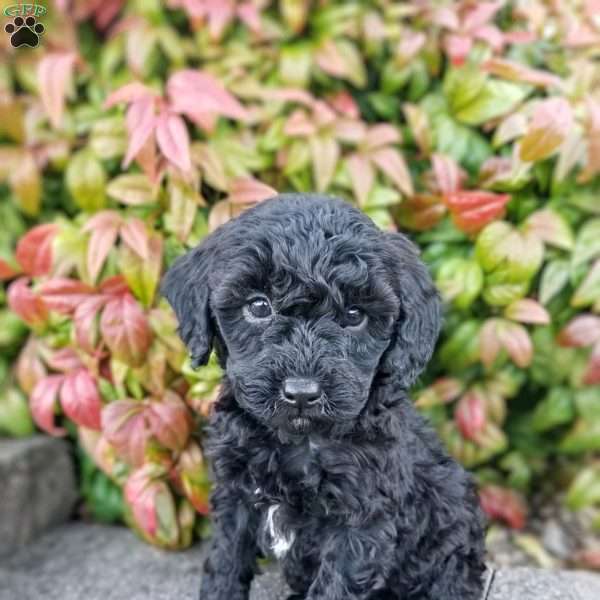 Spencer, Miniature Poodle Puppy