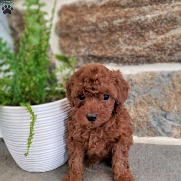 Bentley, Toy Poodle Puppy