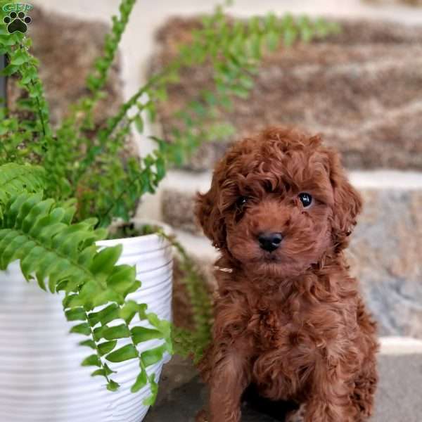 Braxton, Toy Poodle Puppy